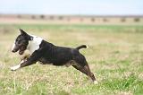 BULL TERRIER MINIATURE 074